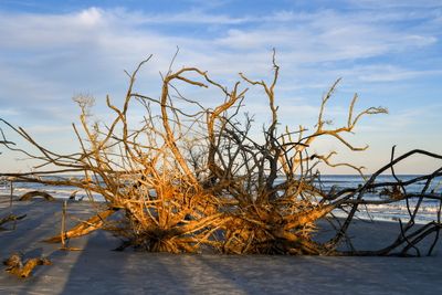 Hunting Island_047.jpg