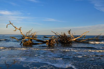 Hunting Island_071.jpg