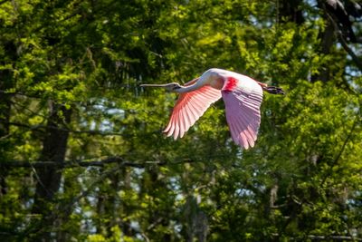 Orlando Wetlands-10.jpg