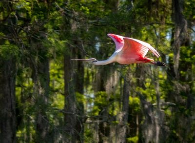 Orlando Wetlands-11.jpg