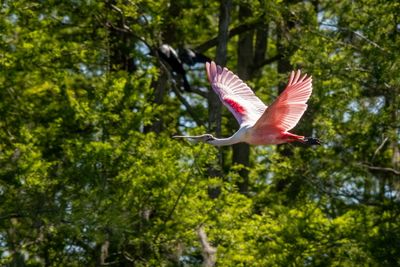 Orlando Wetlands-9.jpg
