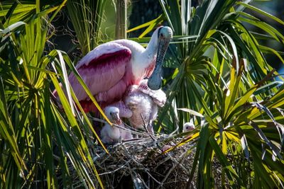 Orlando Wetlands-15.jpg