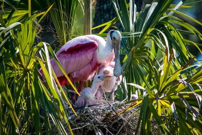 Orlando Wetlands-16.jpg