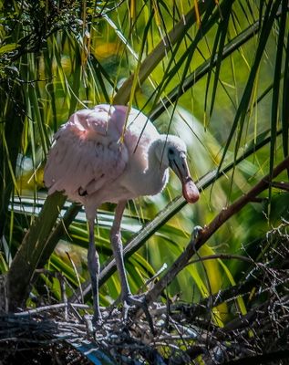 Orlando Wetlands-18.jpg