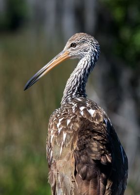 Orlando Wetlands-24.jpg