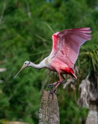 Orlando Wetlands 4-2025-12.jpg