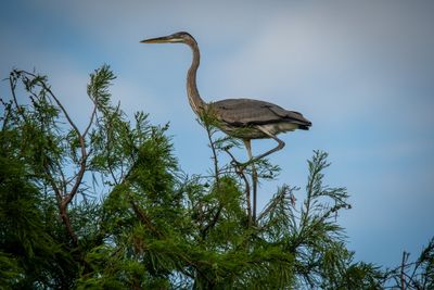 Orlando Wetlands 4-2025-4.jpg