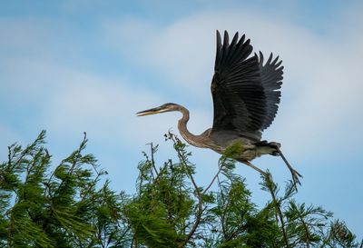 Orlando Wetlands 4-2025-6.jpg