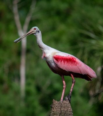 Orlando Wetlands 4-2025-14.jpg