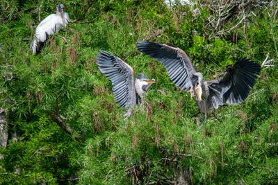 Orlando Wetlands 4-2025-20.jpg