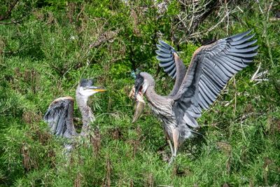 Orlando Wetlands 4-2025-22.jpg