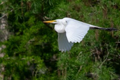 Orlando Wetlands 4-2025-25.jpg