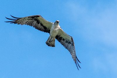 Orlando Wetlands 4-2025-29.jpg