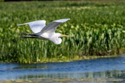 Orlando Wetlands 4-2025-36.jpg