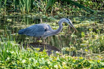 Orlando Wetlands 4-2025-37.jpg