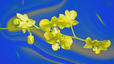 Orchids1.jpg
