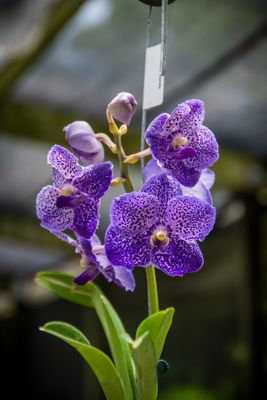 Rock City Gardens-31.jpg