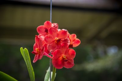 Rock City Gardens-35.jpg