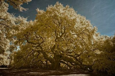 Angel Oak_IR.jpg