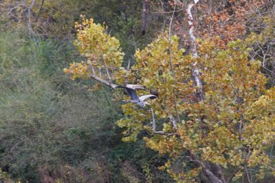 _MG_9068 Blue heron in flight