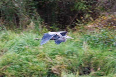 _MG_9075 Blue heron in flight