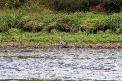 _MG_9100 Blue heron feeding