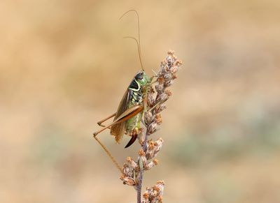 Roesel's Bush-cricket - Roeseliana roeselii