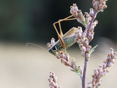 Roesel's Bush-cricket - Roeseliana roeselii