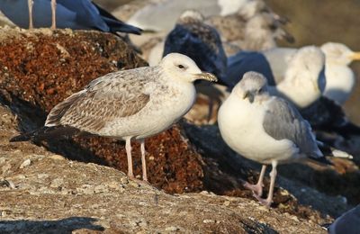 Caspian gull (Larus cachinnans)
