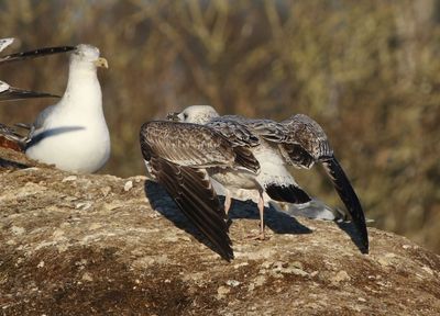 Birds in Sweden 2021