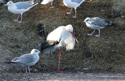 Yellow-legged Gull (Larus michahellis)