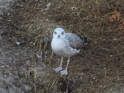 Yellow-legged Gull (Larus michahellis)
