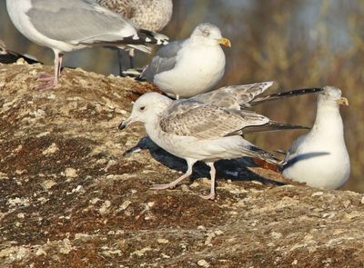 Caspian gull (Larus cachinnans)