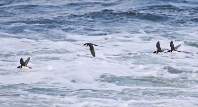 Little Auk (Alle alle)