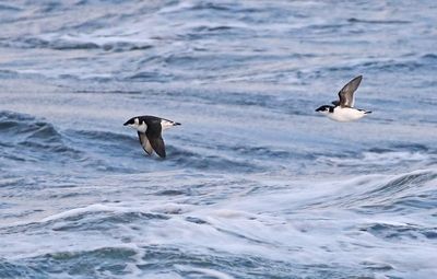 Little Auk (Alle alle)