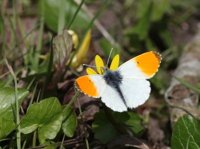 Butterflies