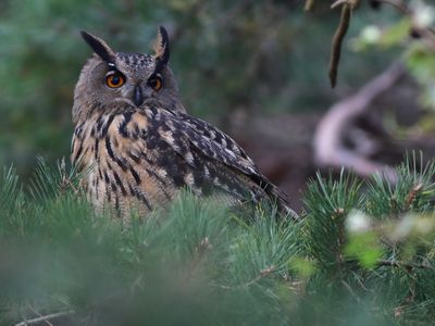 European Eagle Owl (Bubo bubo)
