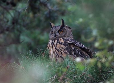 European Eagle Owl (Bubo bubo)