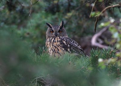 European Eagle Owl (Bubo bubo)