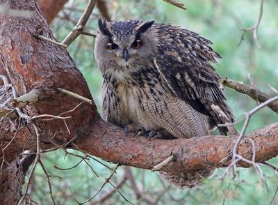 European Eagle Owl (Bubo bubo)