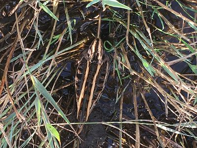Jack Snipe (Lymnocryptes minimus)