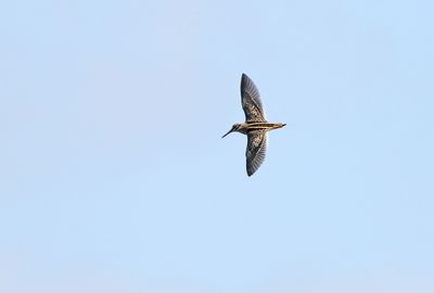 Jack Snipe (Lymnocryptes minimus)