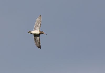 Jack Snipe (Lymnocryptes minimus)