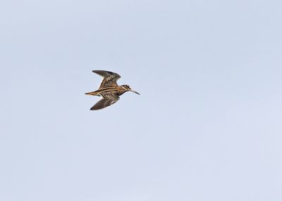 Jack Snipe (Lymnocryptes minimus)