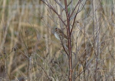 Little Bunting (Emberiza pusilla)