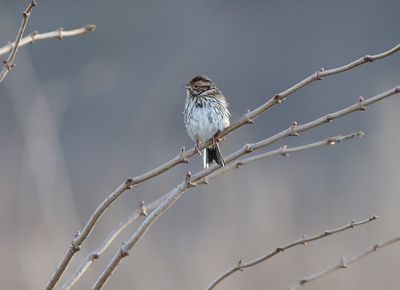 Little Bunting (Emberiza pusilla)