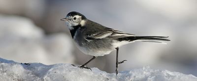 White wagtail (Motacilla alba yarrellii)
