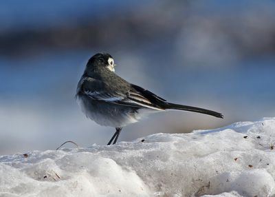 White wagtail (Motacilla alba yarrellii)