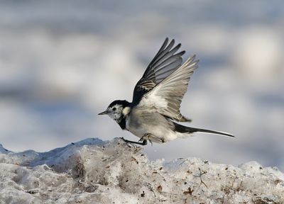 White wagtail (Motacilla alba yarrellii)