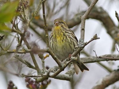 European Serin (Serinus serinus)